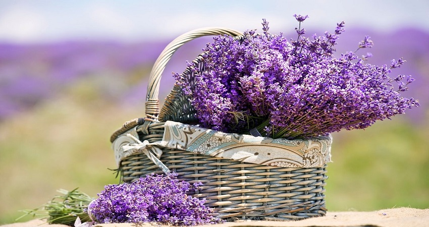 خواص اسطوخودوس
