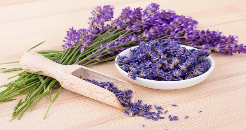 مضرات اسطوخودوس 