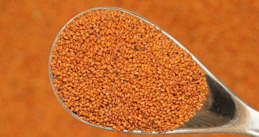 نحوه مصرف خاکشیر برای لاغری